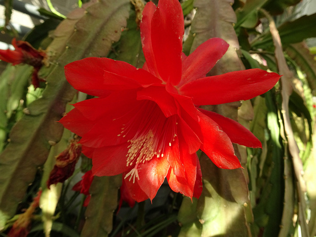 Эпифиллум x гибридный - Epiphyllum x hybrida