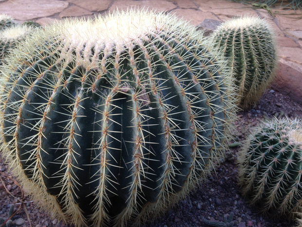 Эхинокактус Грусона - Echinocactus grusonii