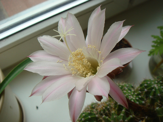 Эхинопсис острограанный - Echinopsis oxygona