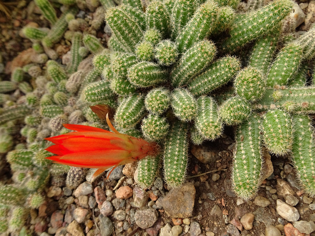Эхинопсис хамецереус - Echinopsis chamaecereus