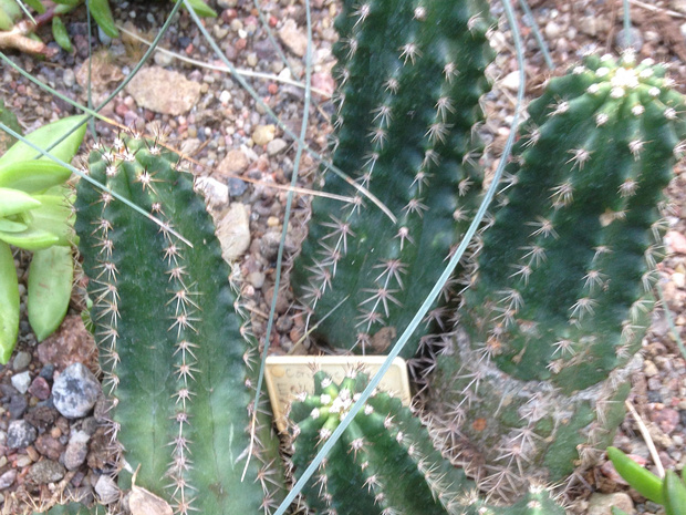 Эхиноцереус Виерики - Echinocereus viereckii