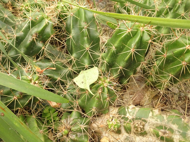 Эхиноцереус пепельно-серый - Echinocereus cinerascens