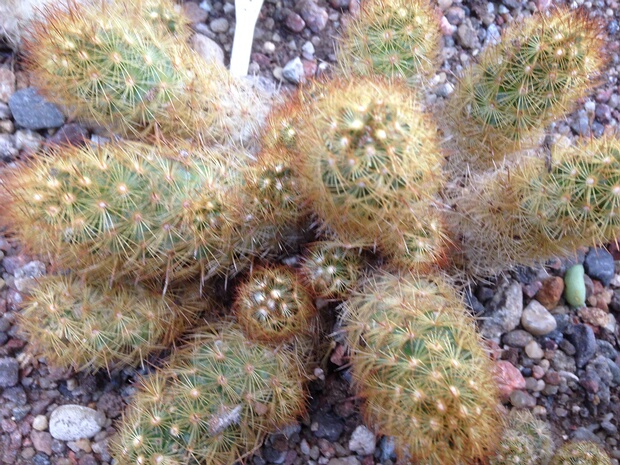 Маммилярия удлинненая - Mammillaria elongata