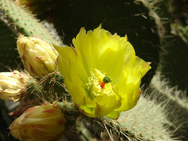 Опунция беловолосая - Opuntia leucotricha