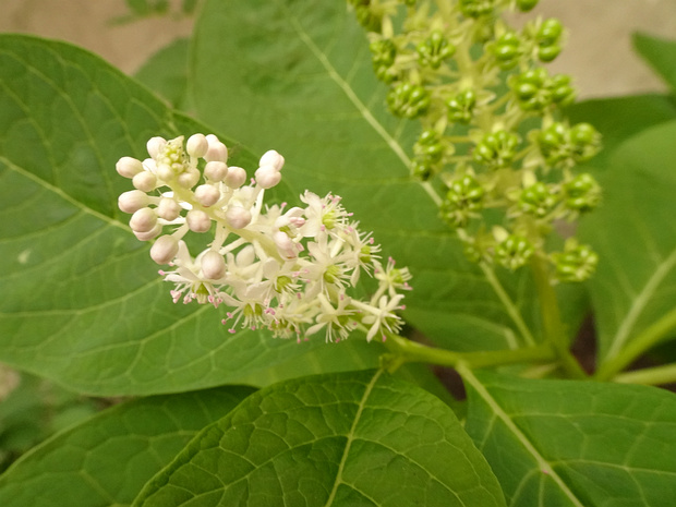Лаконосовые - Phytolaccaceae