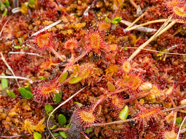 Росянка круглолистная - Drosera rotundifolia