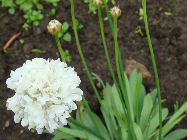 Армерия приморская 'Белая Баллерина' - Armeria maritima 'Ballerina White'