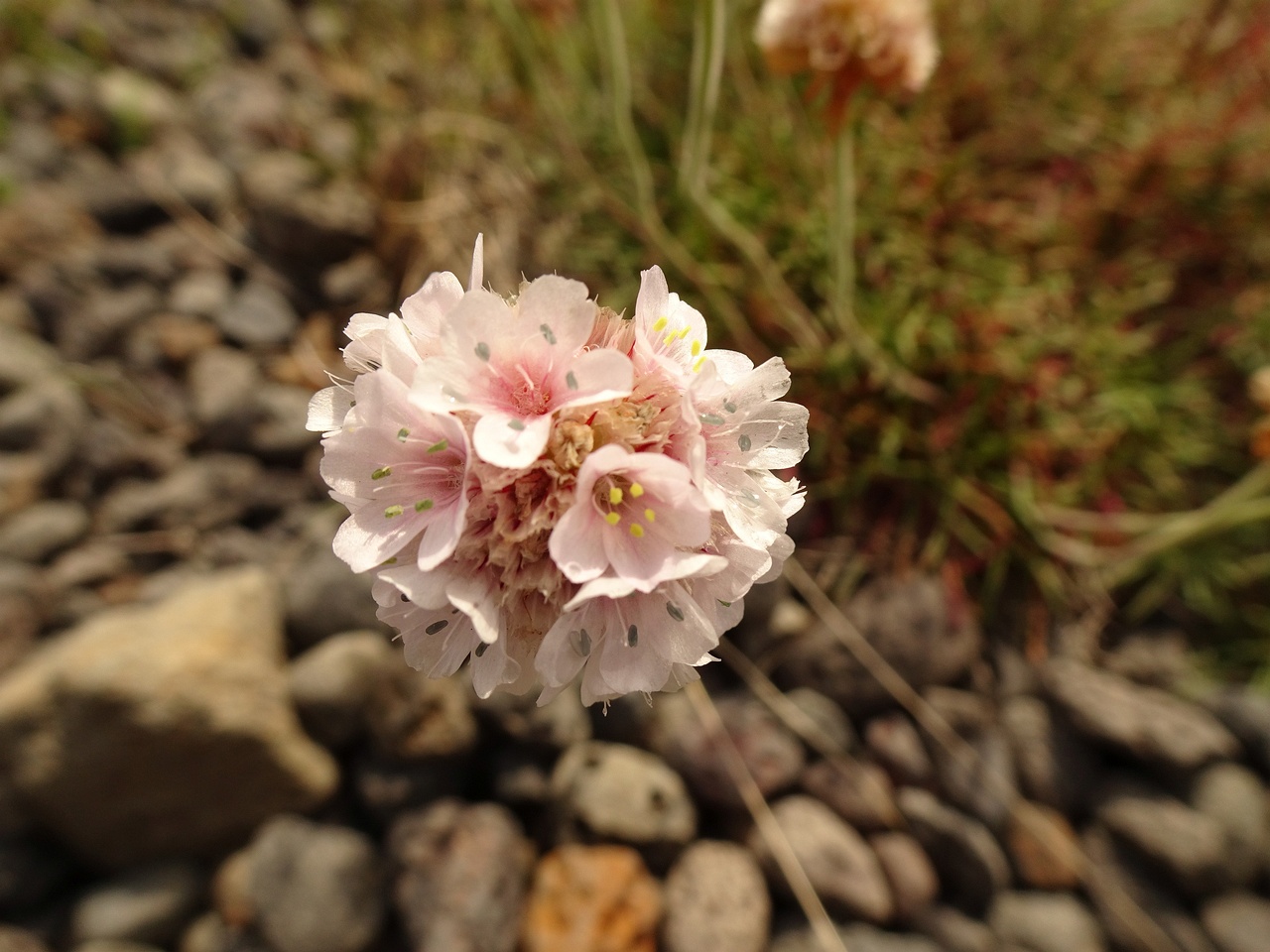 Armeria maritima 23-Jul-19 _ 12_29_48
