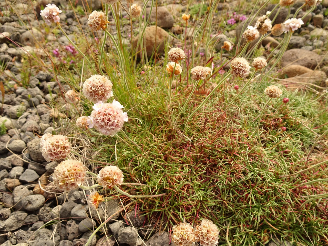Armeria maritima 23-Jul-19 _ 12_30_00