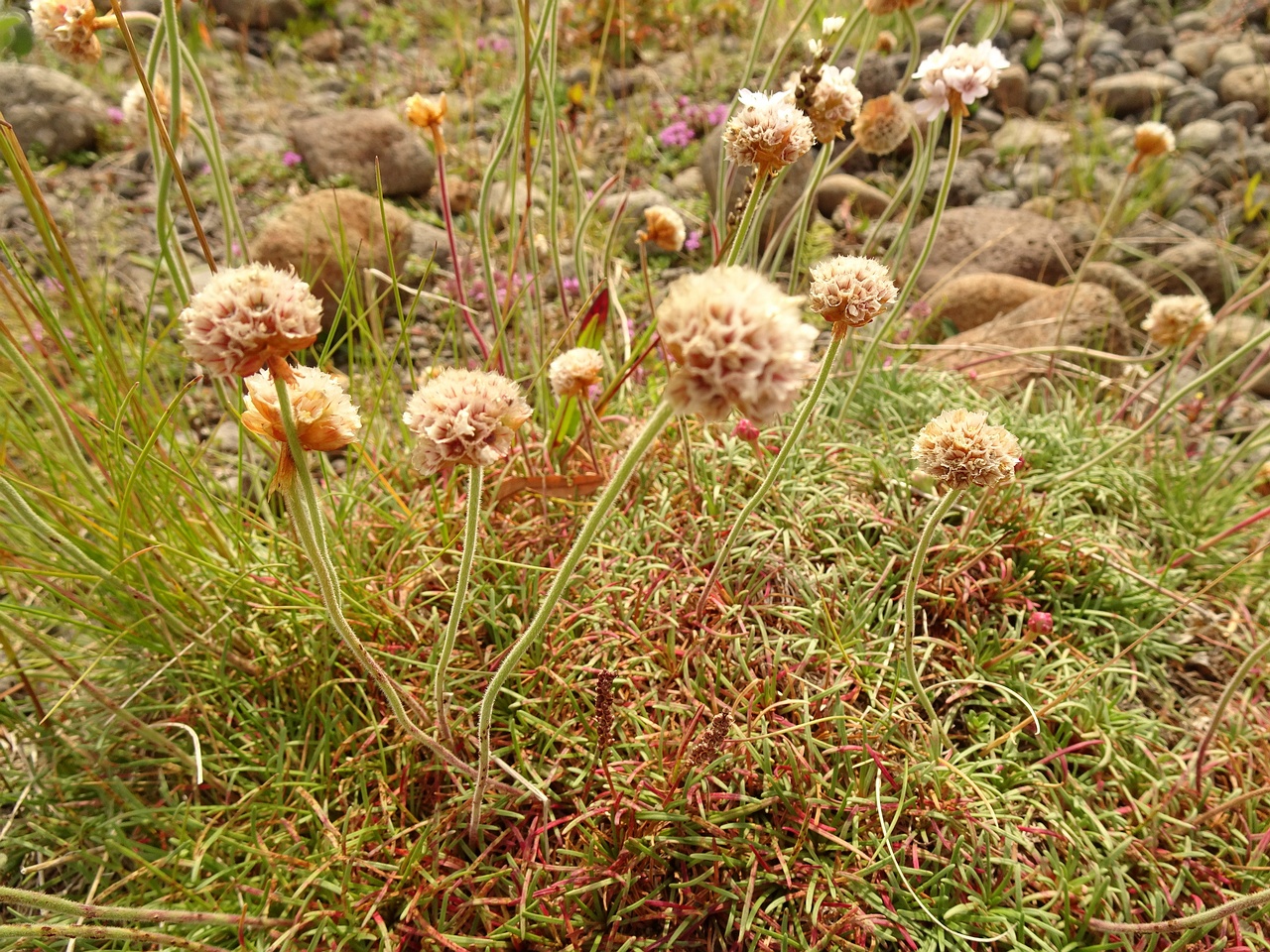 Armeria maritima 23-Jul-19 _ 12_30_02
