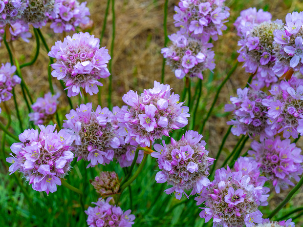 Свинчатковые - Plumbaginaceae