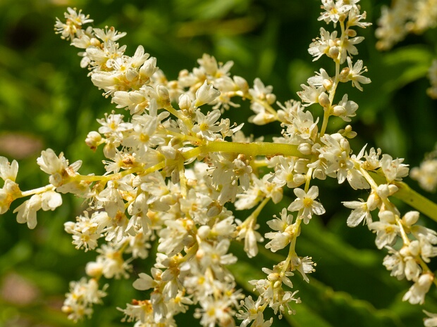 Гречишные - Polygonaceae The Polygonaceae are a family of flowering plants known informally as the knotweed family or smartweed—buckwheat family...