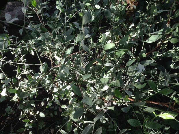 Симмондсиевые - Simmondsiaceae Simmondsiaceae or the jojoba family is a family of flowering plants. The family is not recognized by all taxonomic...