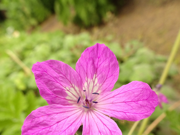 Аистник Манескави - Erodium manescavi
