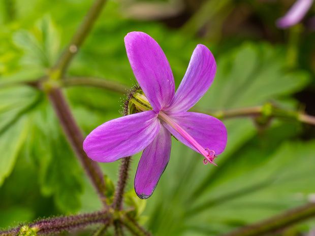 Герань Рейтера - Geranium reuteri