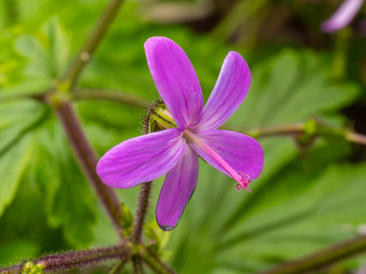 !Geranium reuteri _2025-04-12_1-1