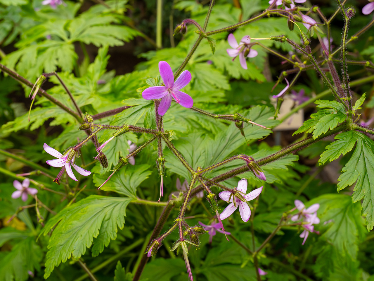 Geranium reuteri _2025-04-12_1-2