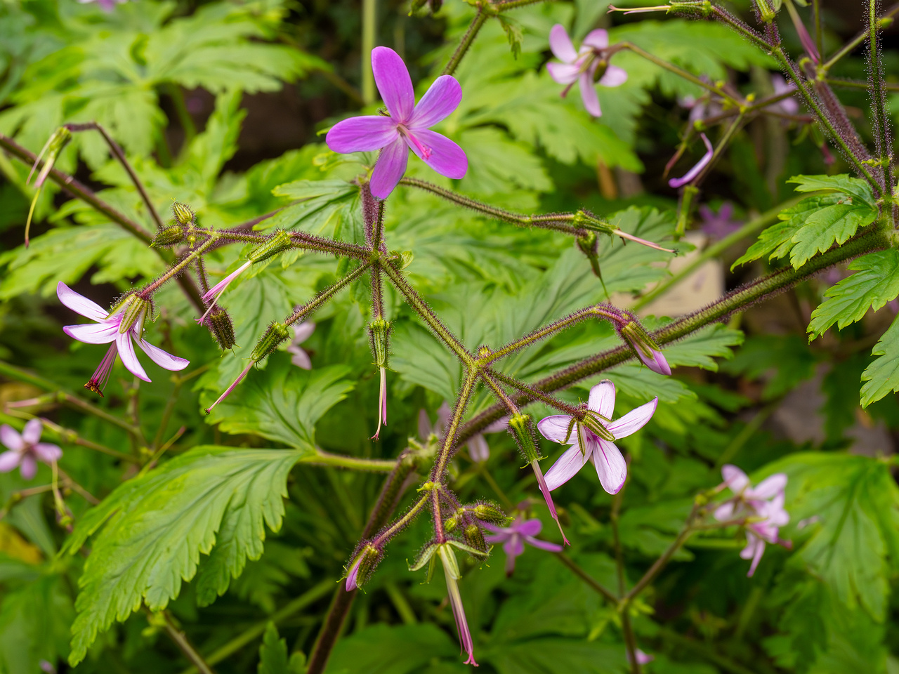 Geranium reuteri _2025-04-12_1-3