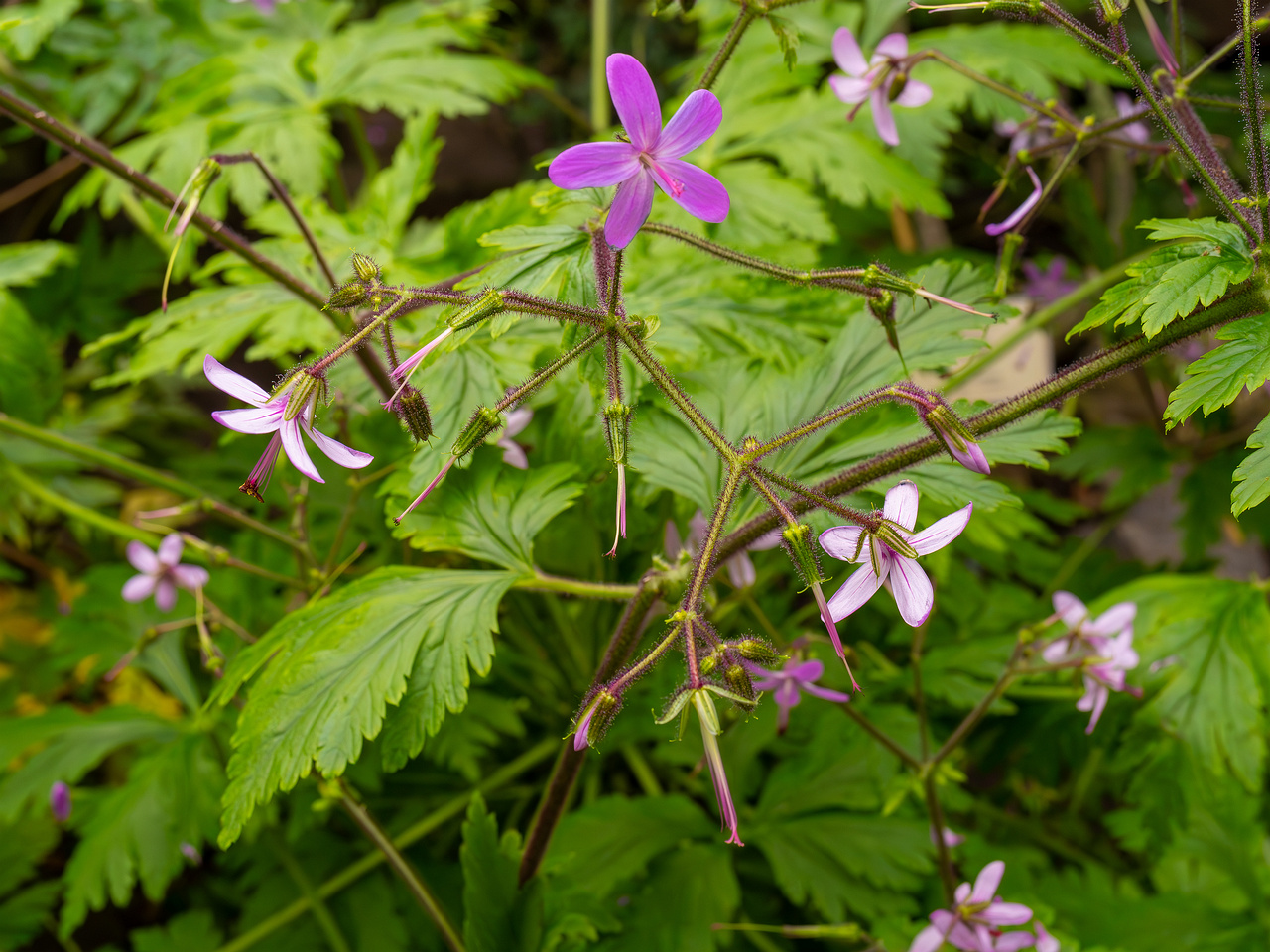 Geranium reuteri _2025-04-12_1-4
