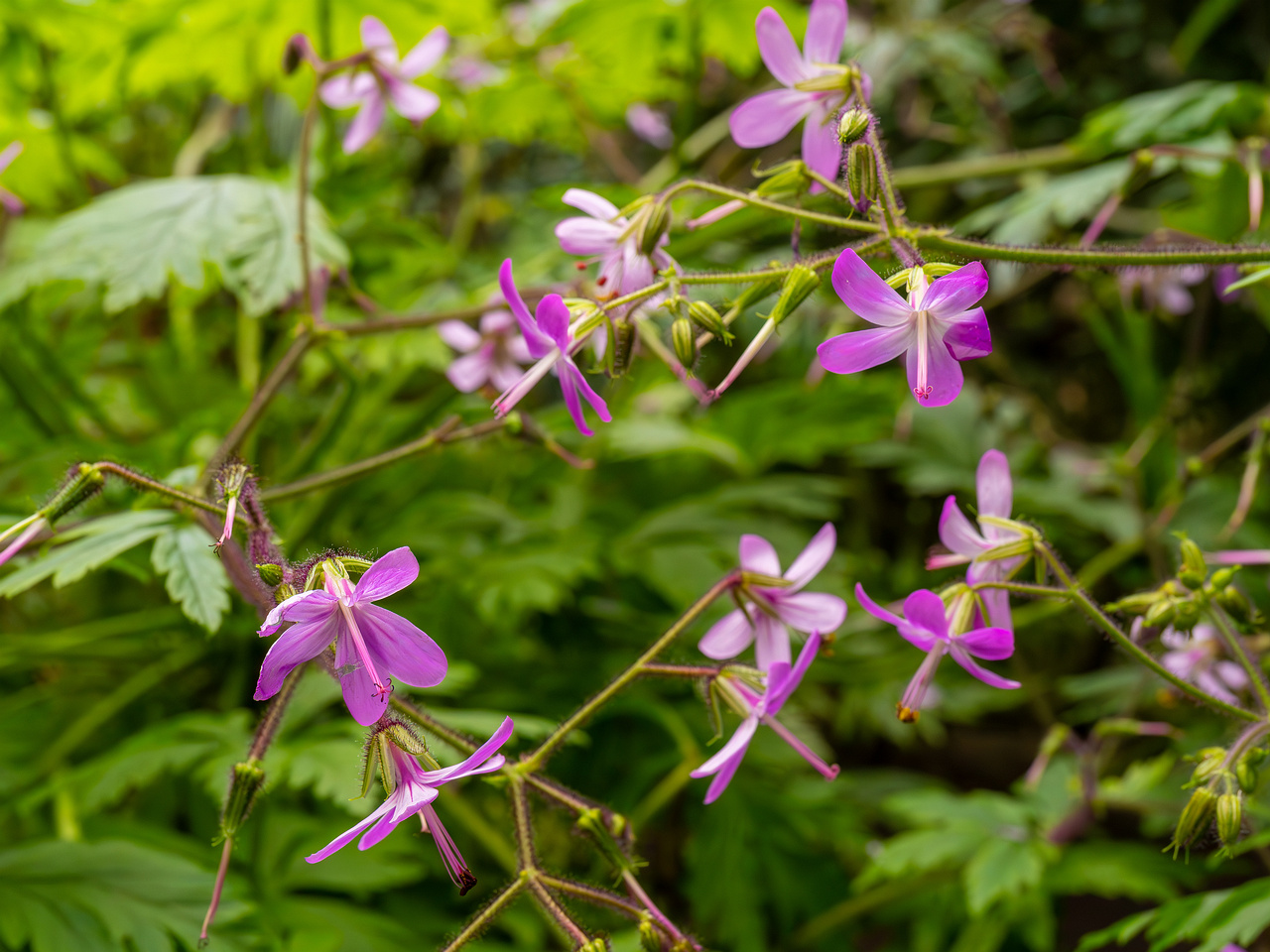 Geranium reuteri _2025-04-12_1-5