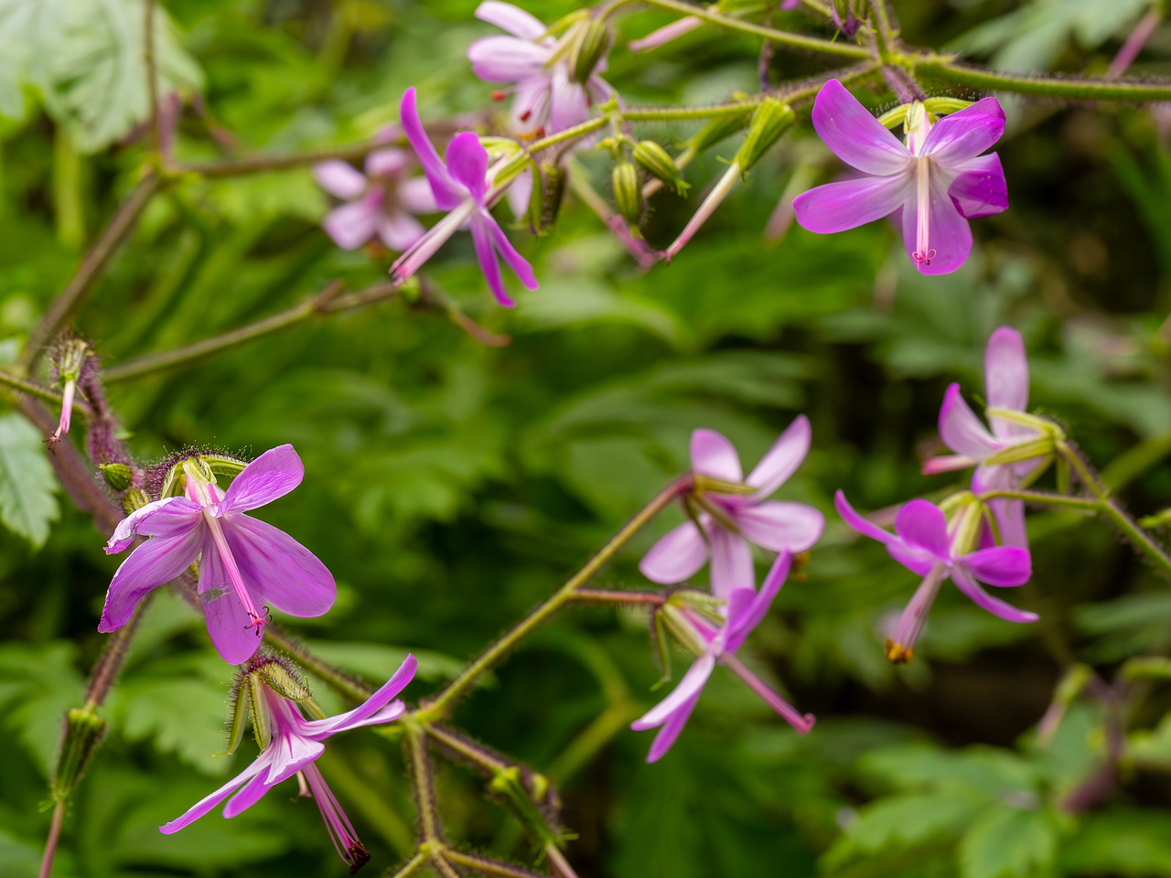 Geranium reuteri _2025-04-12_1-6