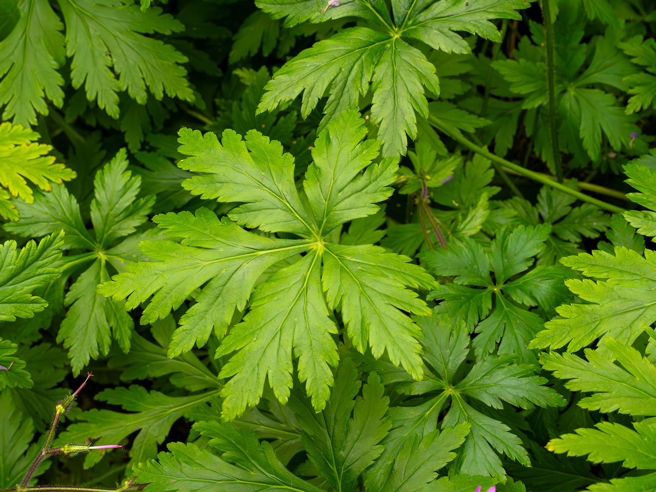 Geranium reuteri _2025-04-12_1-7