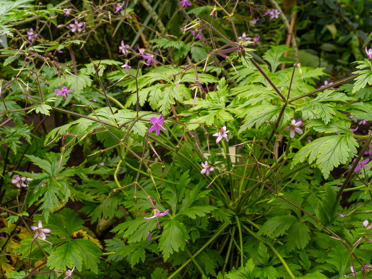 Geranium reuteri _2025-04-12_1-8