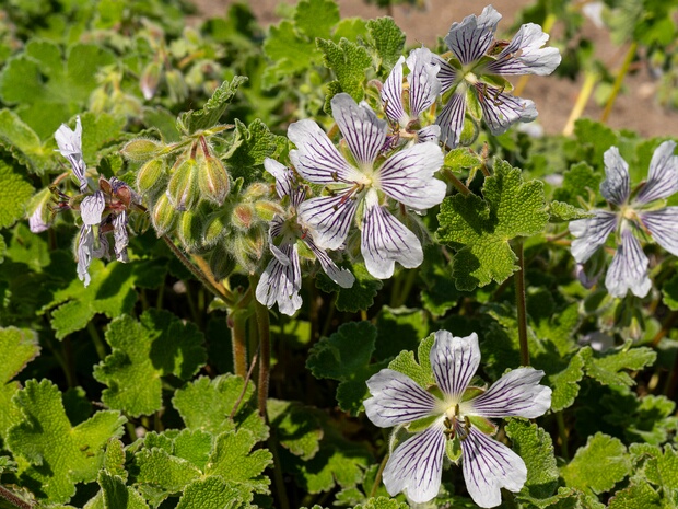 Герань Ренарда - Geranium renardii