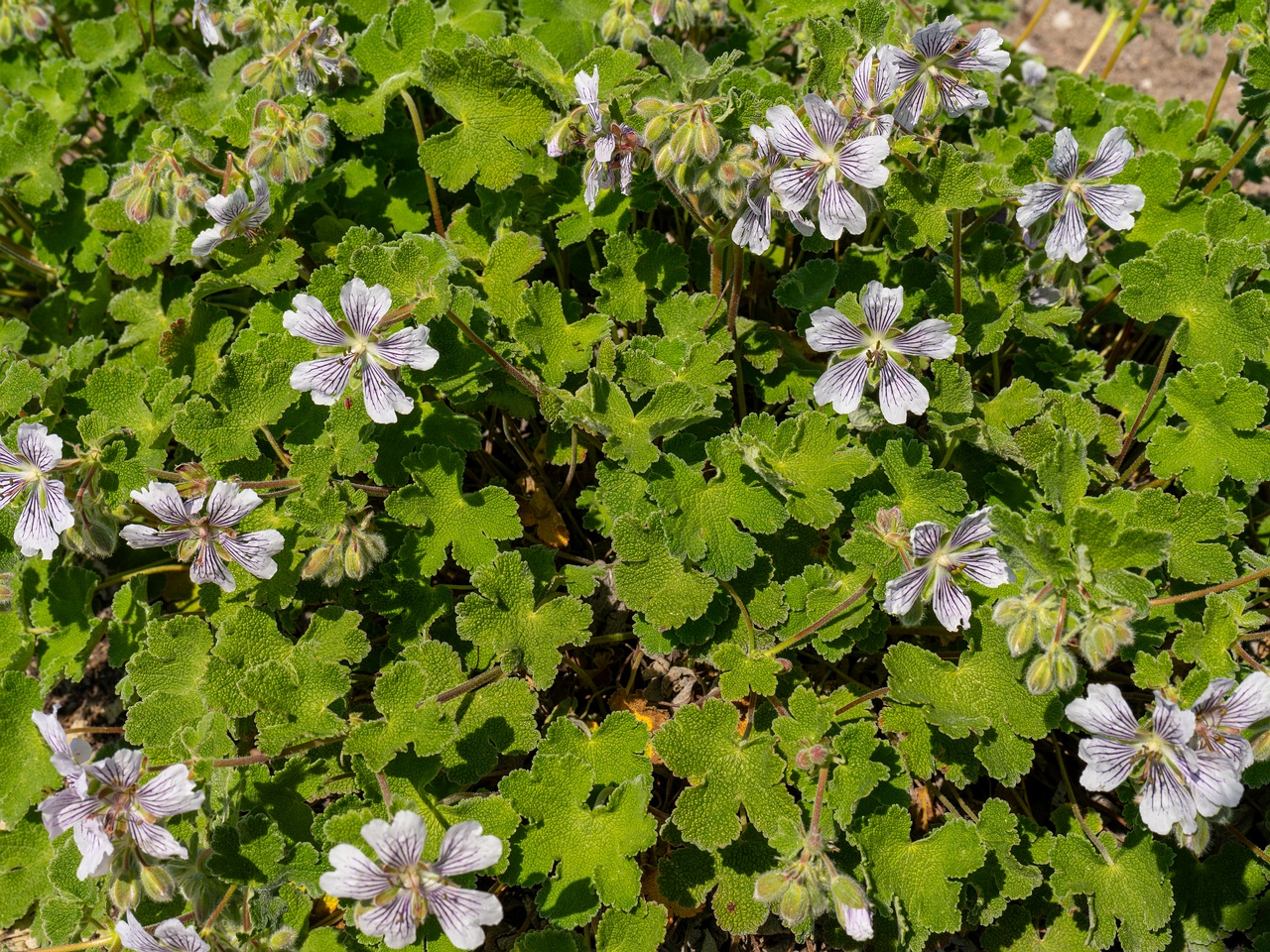Geranium renardii _2025-06-01_1-2