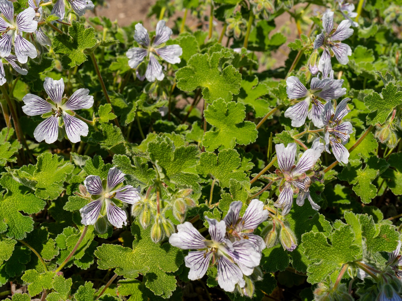 Geranium renardii _2025-06-01_1-4