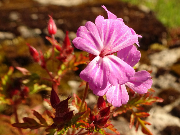 Герань Роберта - Geranium robertianum