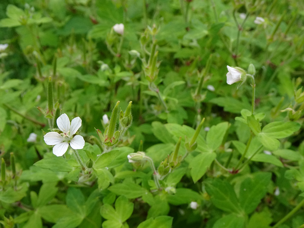 Герань Тунберга - Geranium thunbergii