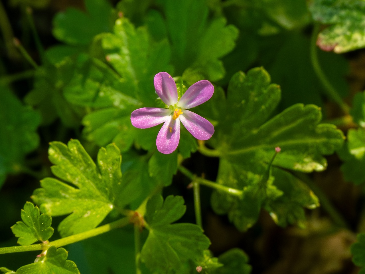 !Geranium lucidum _2025-05-15_1-4