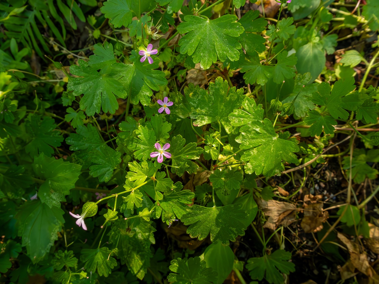 Geranium lucidum _2025-05-15_1-2