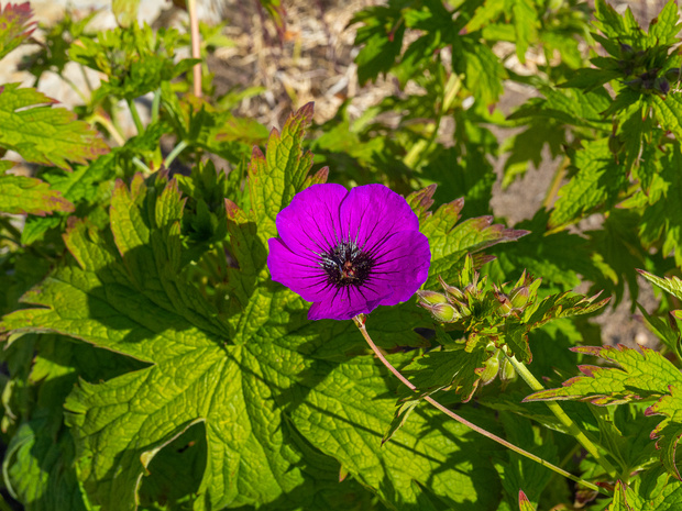 Герань мелкотычинковая - Geranium psilostemon