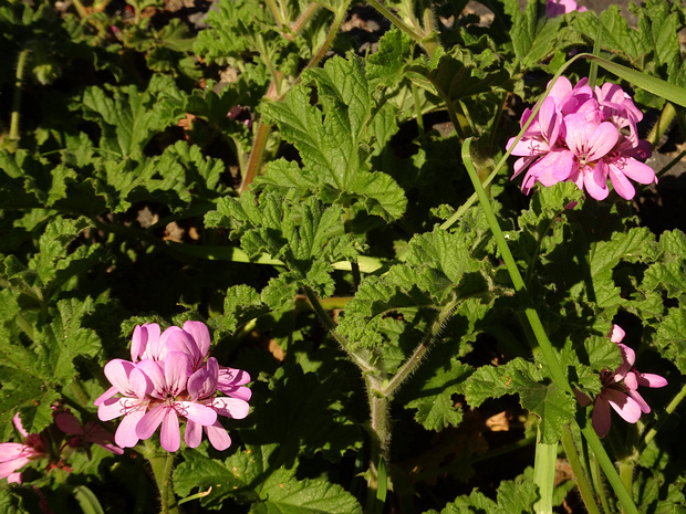Пеларгония головчатая - Pelargonium capitatum