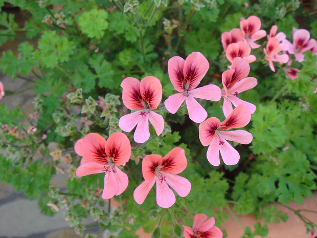 Пеларгония розовая - Pelargonium graveolens