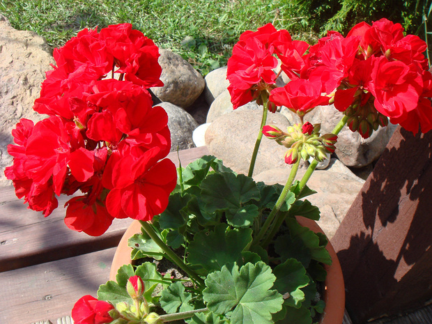 Пеларгония садовая красная форма - Pelargonium hortorum f. rubra