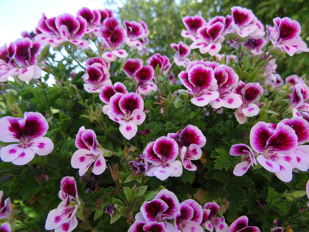 Пеларгония х домашняя - Pelargonium x domesticum