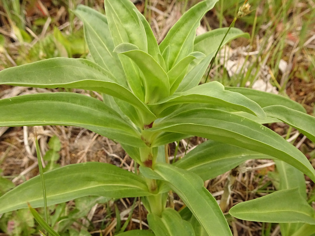 Горечавка крестовидная - Gentiana cruciata