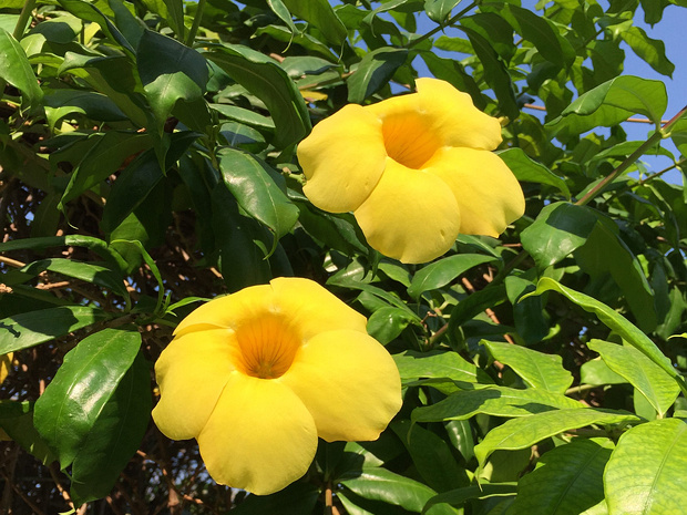 Алламандра слабительная - Allamanda cathartica