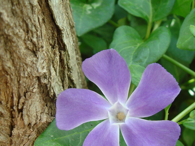 Барвинок большой - Vinca major