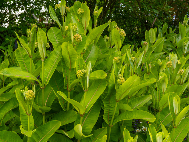 Ваточник сирийский - Asclepias syriaca