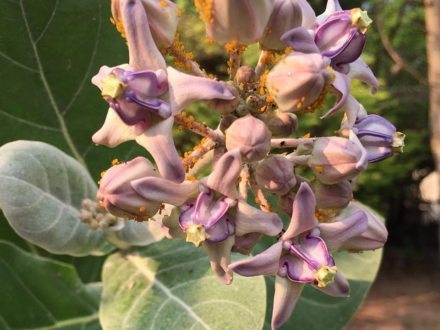 Калотропис гигантский - Calotropis gigantea