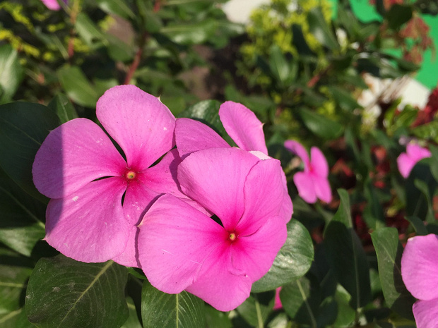 Катарантус розовый - Catharanthus roseus