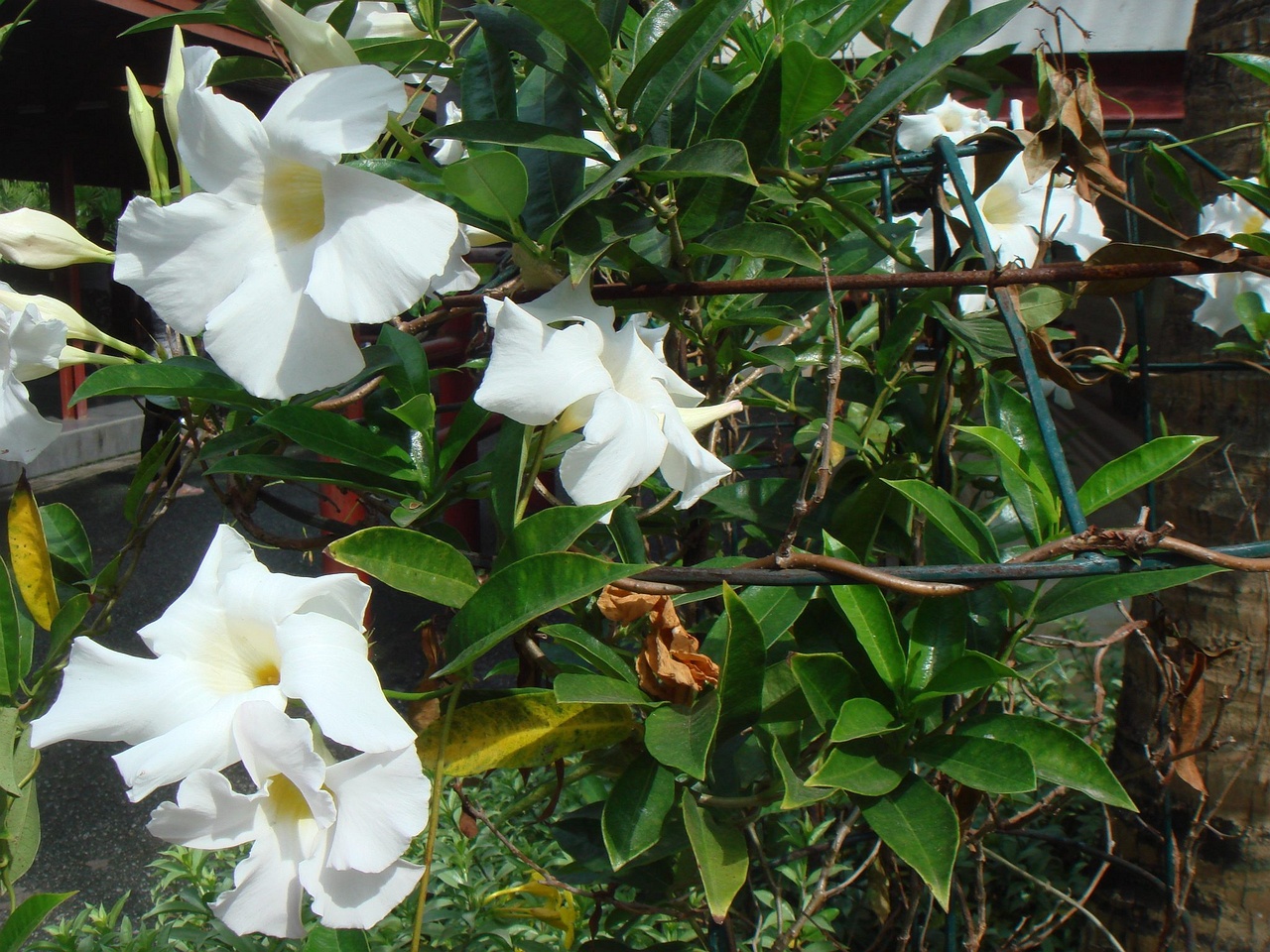 DSC04678