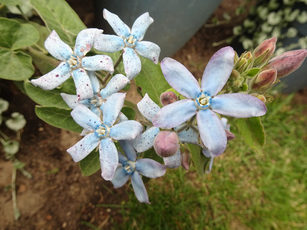 Остролепестник голубой - Oxypetalum coeruleum