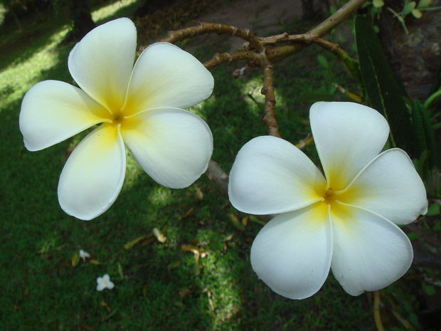 Плюмерия белая - Plumeria obtusa