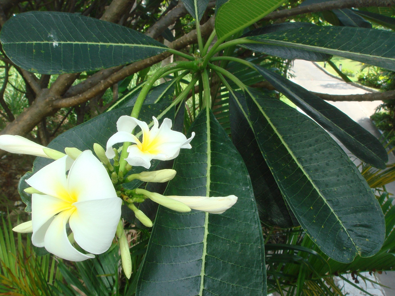 DSC05106