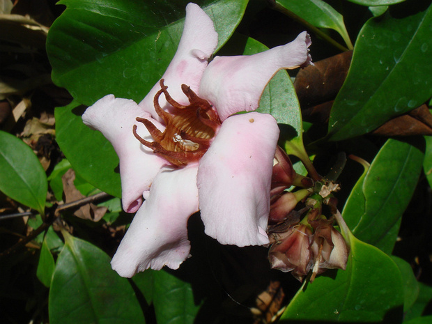 Строфант приятный - Strophanthus gratus